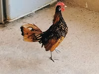 Chickens — zdjęcie 3
