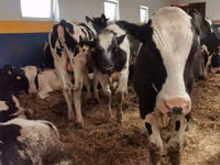 雄牛, Simmental cattle — 写真 6