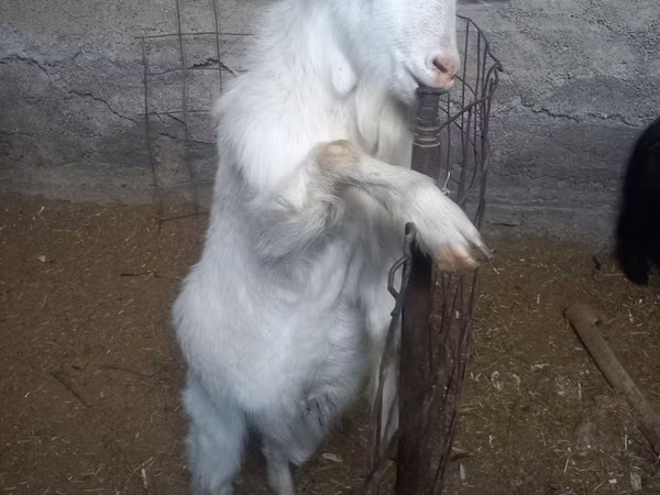 Echki, Alpine goat