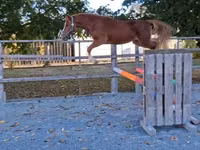Cheval, Welsh Cob — photo 1