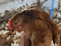Chickens — foto 4