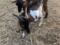Cabro, Cabras — foto 7