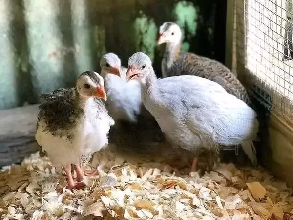 Guinea fowl