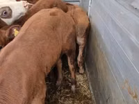 காளை, Simmental cattle — புகைப்படம் 2