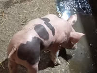 Eber, Schweine — Foto 3