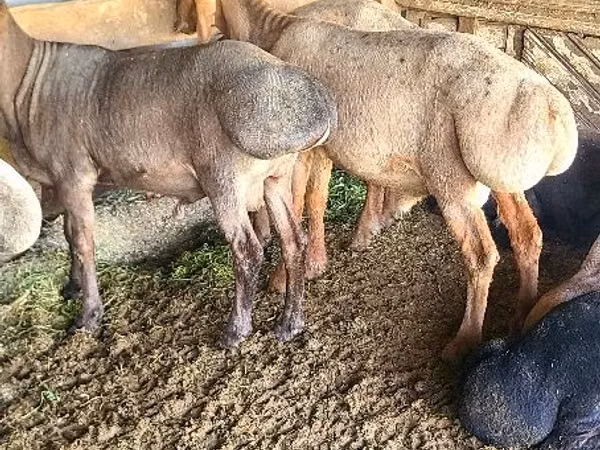 ஆண் ஆடு, Edilbay sheep