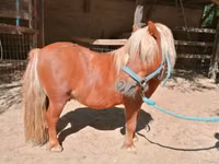 At, Shetland Pony — foto 3