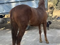 Horse (M), Horses — photo 3