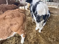 Bulle, Simmental cattle — Foto 3