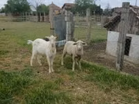 Qoʻchqor, Merino sheep — 1-rasm