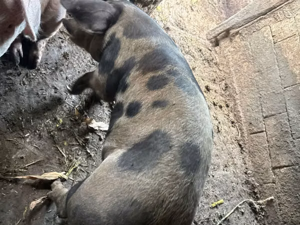 Knur, Świnie