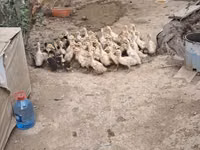 Pekin Alemão — foto 2
