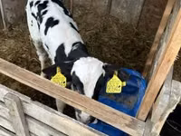 Taureau, Russian Black pied cattle — photo 2