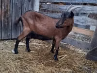 बकरी, Alpine goat — फ़ोटो 3