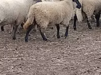 Schaf, Merino sheep — Foto 3