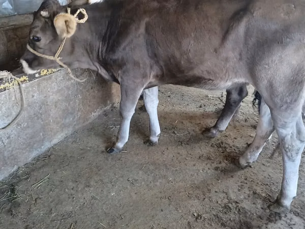 Touro, Swiss cattle