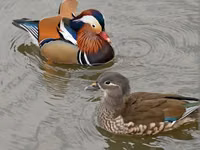 Ducks — zdjęcie 1
