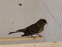 Daimi qus isi ile mesqul olanlar biler bu qiymete erkek bulbul esla — сүрөт 1