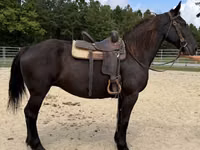 雌馬, Percheron — 写真 5