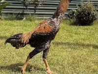 Chickens — zdjęcie 1