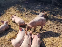 Locha, Świnie — zdjęcie 1