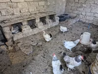 Chickens — Foto 4