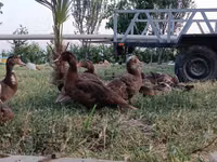 Ducks — Foto 3