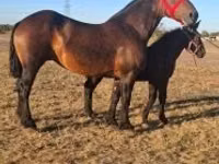 雄馬, Percheron — 写真 2