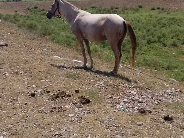 Toychoq, Otlar