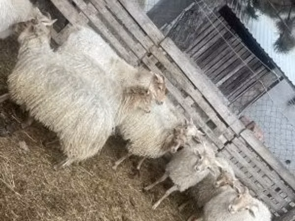 Owca, Racka sheep