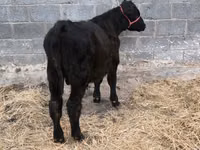 Boğa, Aberdin Angus — foto 3