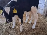 காளை, Russian Black pied cattle — புகைப்படம் 1