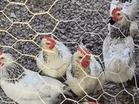 Chickens — foto 1