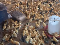 Ducks — foto 5