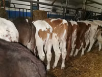Taureau, Simmental cattle — photo 6