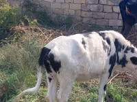 Vaca, Raza Holstein — foto 1