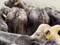 Skot (série, pohlaví neuvedeno), Simmental cattle — foto 6