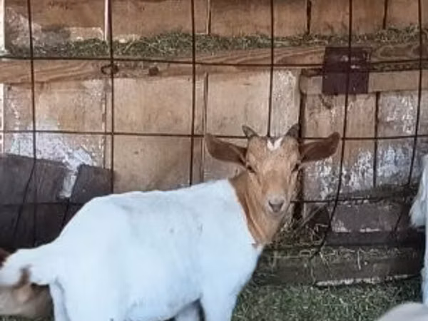 Oğlak, Boer goat