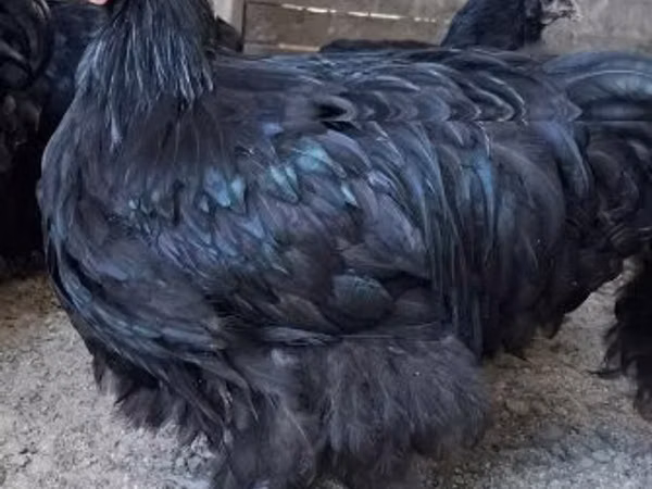 ორპინგტონი