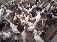 Ducks — الصورة 2