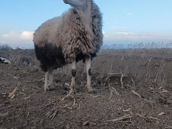 Beran, Ovce — Ázerbájdžán