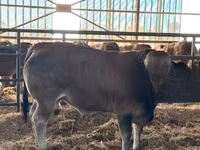 Бұқа, Partenaise cattle — 3-сурет