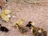Ducks — zdjęcie 1