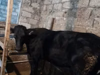 İnek, Holstein ırkı — foto 3