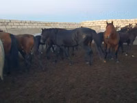 Kůň, Kushum Horse — foto 7