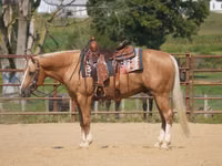 Caballo, Quarter Horse — foto 1