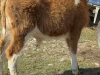 ثور, Simmental cattle — الصورة 6
