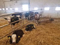 Bovins (lot, sexe non indiqué), Simmental cattle — photo 1