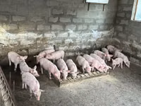 Eber, Schweine — Foto 2
