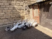 Geese — zdjęcie 4